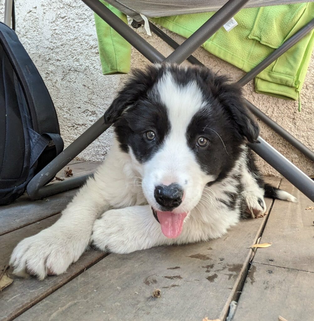 Petit chiot border collie sous une chaise