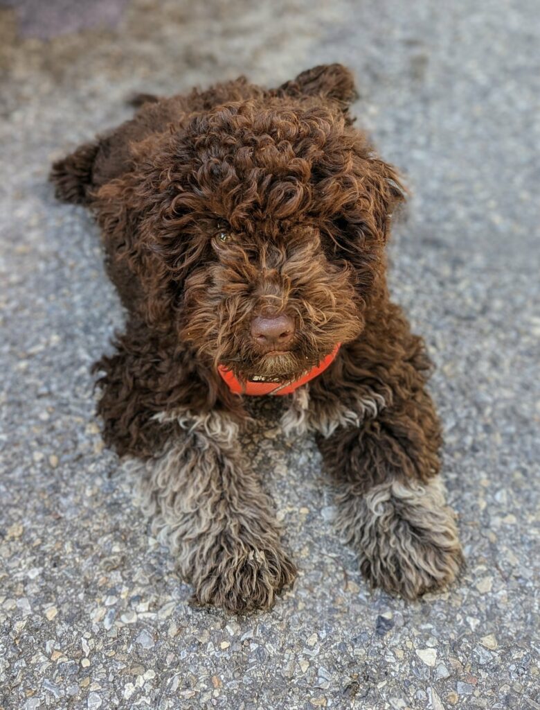 Chiot lagotto romagnolo
