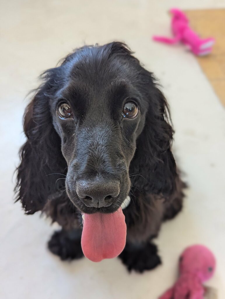 Cocker noir qui tire la langue