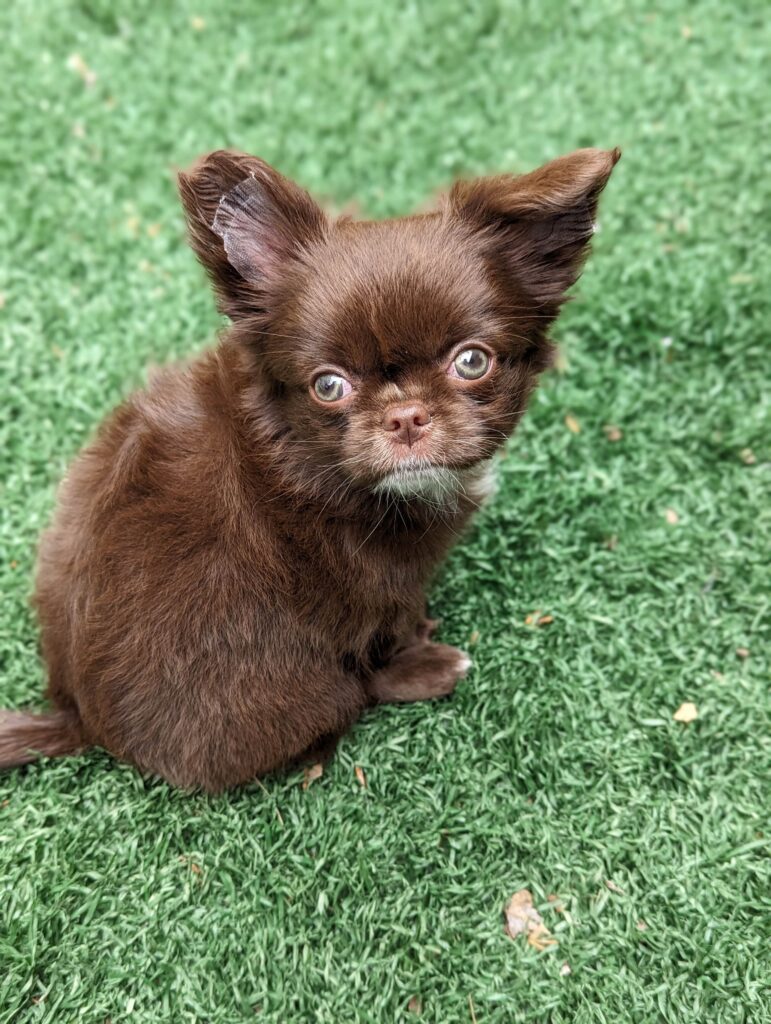 Chihuahua chocolat de 2 mois sur pelouse verte