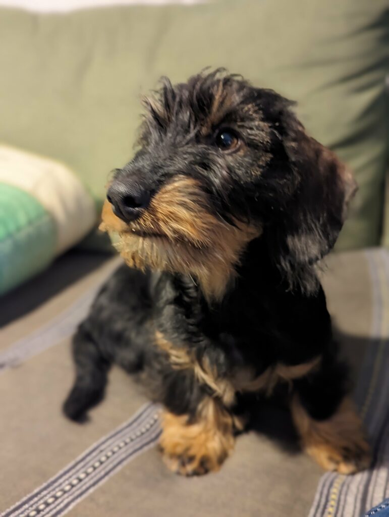 Teckel bicolore tout petit