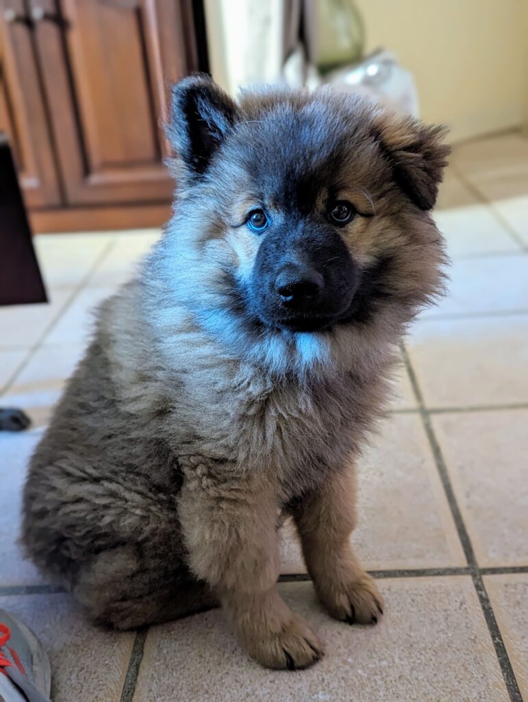 petit eurasier beige sur le carrelage